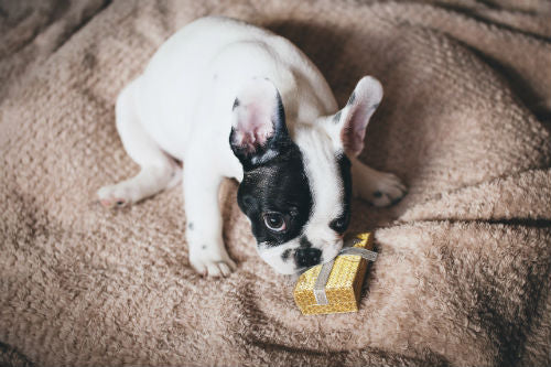 guide to buying gifts for dog lovers